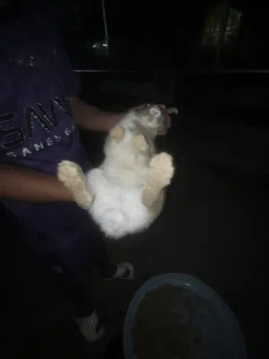 ارانب هولنديات للبيع