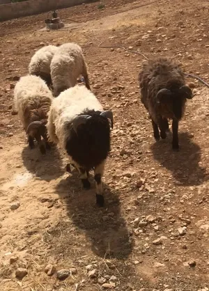 ‏غنم‏0