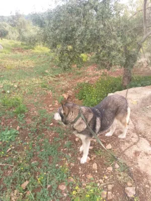 كلبة هاسكي للبيع