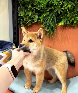 Original Shiba inu dog for sale - كلب شيبا اينو اصلي للبيع مع جواز وكامل اللقاحات