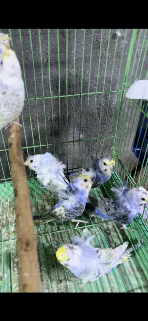 البيع هاجرمو رينبو فول وردات الزوج 45