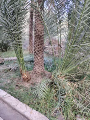 صرم بونارنجه للبيع