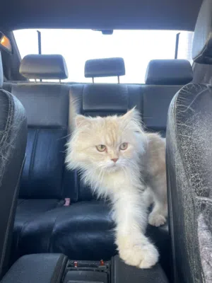 قط ذكر للبيع الله ايبارك متعلم