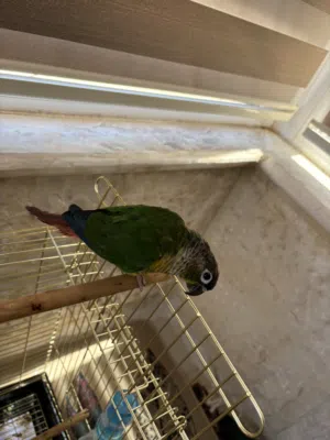 ببغاء الكنيور اخضر الخد(green cheek conure)