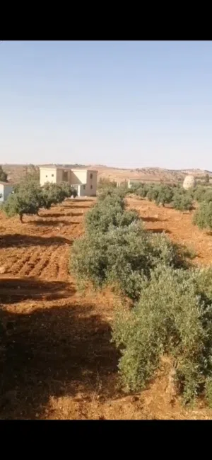 Farm Land for Sale in Jerash Dahl