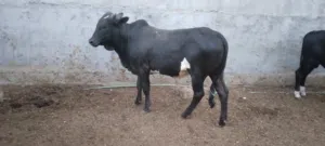 عجول عراقي بل ذمه