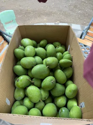 أجود أنواع المانجو الأخضر للبيع (حدال حامض)