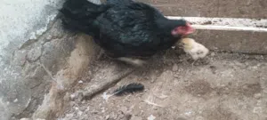 Pakistani hen دجاج باكستاني