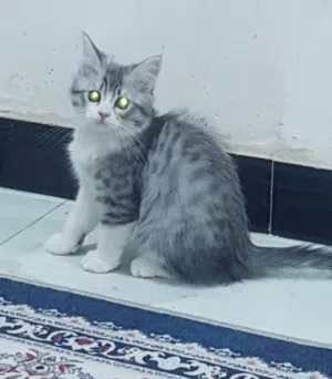 قطط شيرازي عمر شهرين للتبني