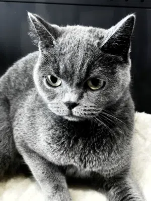 Available our pet Shop seeb
