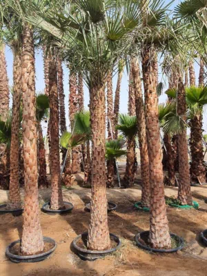 Wax Palm _ نخلة الشمع (Ceroxylon quindiuense) available now