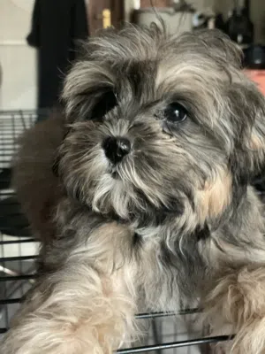 MALTIPOO PUPPIES ALL FEMALE VACCINATED WITH PASSPORT INCLUDED POTTY TRAINED