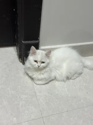 كيتن شيرازي أنثى أبيض نادره للبيع