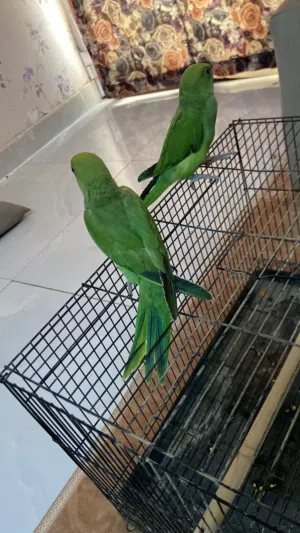بغبغاء الدره