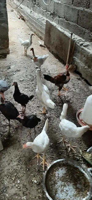 دجاج للبيع اسود وبيض وكو واحد مخطط بصفر وسود