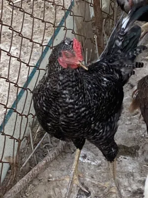 ديك مضرب عربي على بلايموث