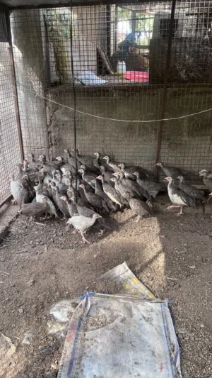 فروخ دجاج الحبشي (كانجا)