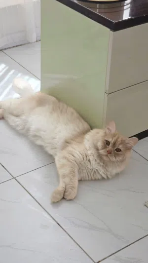 قط شيرازي أليف
