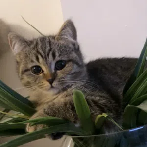 Male cat for adoption ذكر سكوتش مكس للتبني (طالب تزاوج)