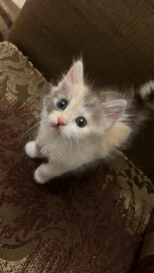 كتن من ام راغدول للبيع