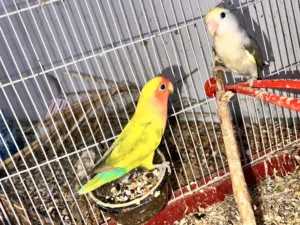 كوبيه روز  مصراته