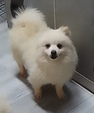 Pomeranian dog for sale,.. Male 2 years