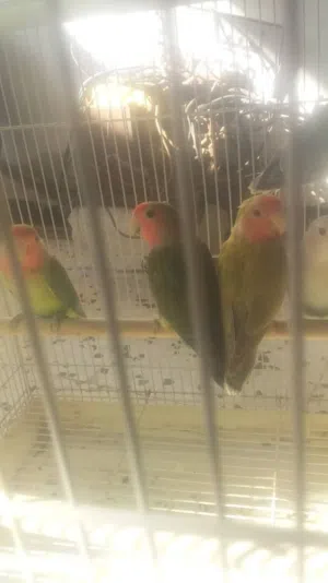 بركلديوا روز الوان مخطات كبار كوبيات