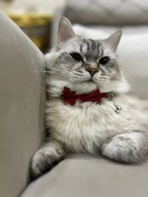 Harry (Himalayan,Persian mix)