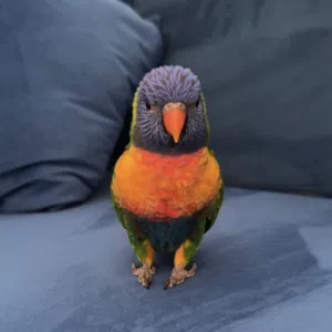 Rainbow Lorikeet Parrot ببغاء اللوري قوس قزح