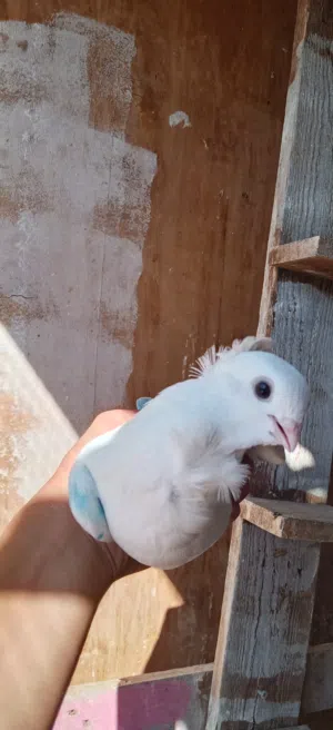 سطح ارافل للبيع