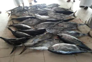 ابحث عن شريك نص بنص مشروع بيع الاسماك اشغل متاح حق الجميع تواجد صحار كل ما عليك المساهمه وشغل علينا