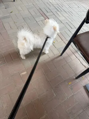 كلب مالتيز ذكر