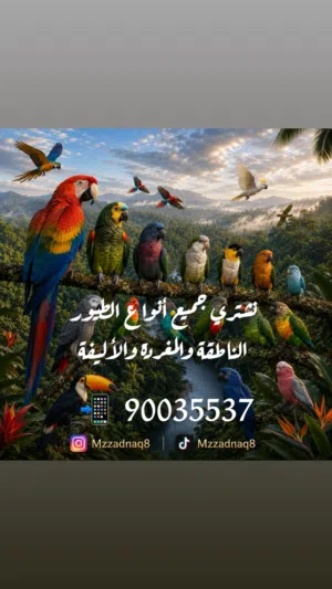 نشتري جميع انواع الطيور الناطقة والمغردة والاليفة ونعرض جميع الطيور للبيع Mzzadna.q8