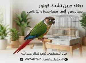 ببغاء كنيور (ذكر) فول صحه والافه عل نص