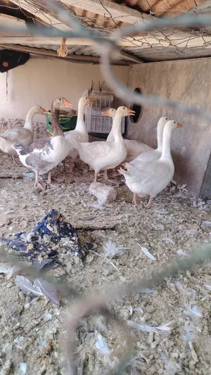 ‏طيور‏0