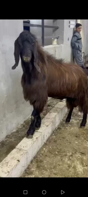 تيس قبرصي نخب أول