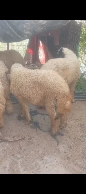 سلام طلياض اذكوره