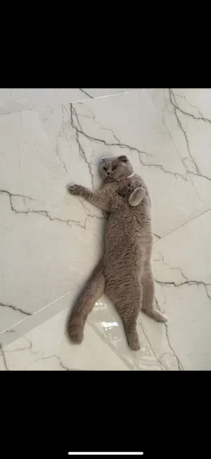 قطه سكوتش فولد للبيع