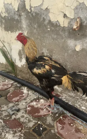ديك باكستاني انتاج و ضرابه