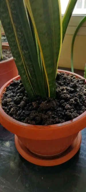 Indoor plant