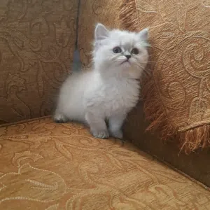 تواصل واتساب فقط  كتن سكوتش بيرشن