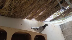 حمامه انثى