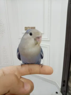ببغاء روز اليف جدا و يحب اللعب