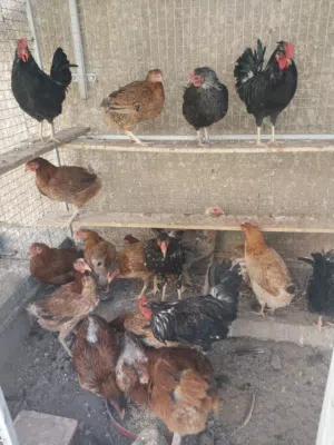 دجاج كويتي لبيع