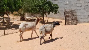 2نعاج وطنيات الله يبارك عشار الزوز بادن الله سليمات من الامراض..