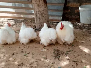 السلام عليكم تلات دجاجات وفروج استرالي ربي يبارك وحدة ادحي وزوز غيار ريش للبيع