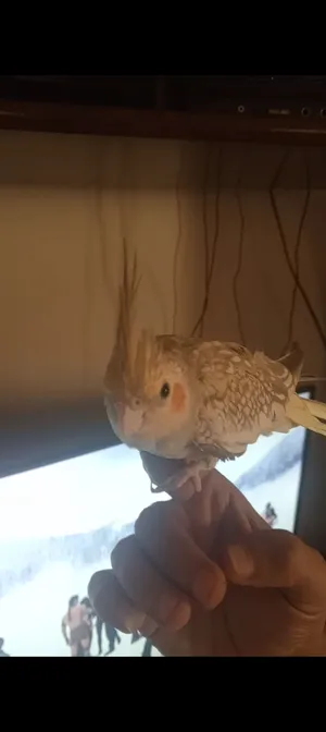 Parrots2