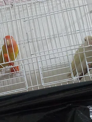 جوز روز ذكر اوبلاين و انثى البينو بجننو