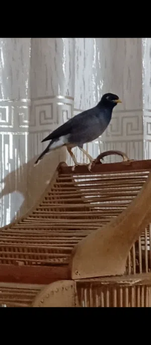 مينة للبيع او مراوس