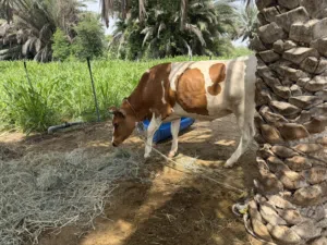 بقره جرسيه للبيع